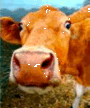 Marketing YOU to the STAMPEDING HERDS!